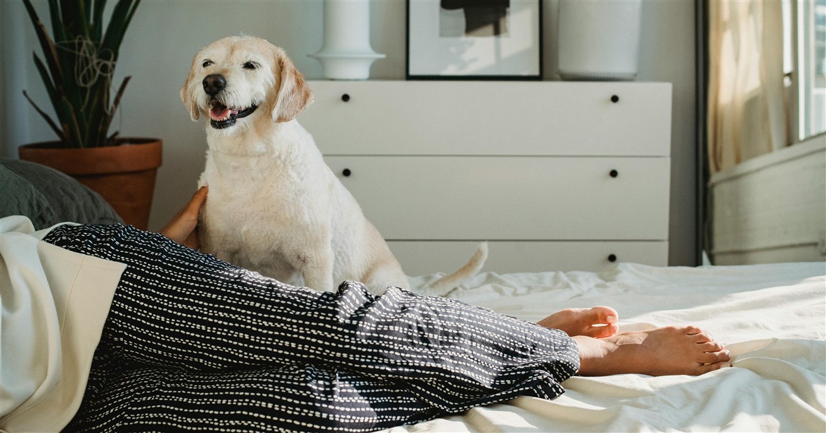 Alojamientos Pet-Friendly en Benidorm